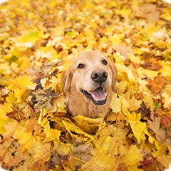 Fall Savings